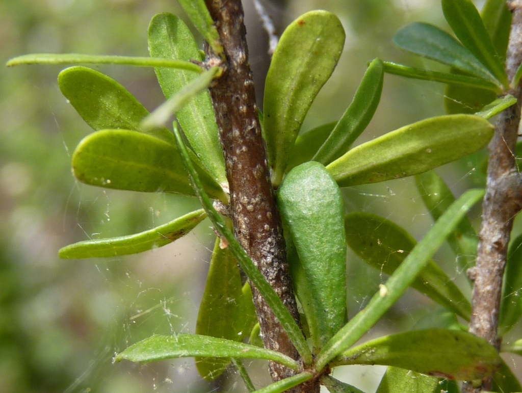 Bursaria spinosa (hero image)