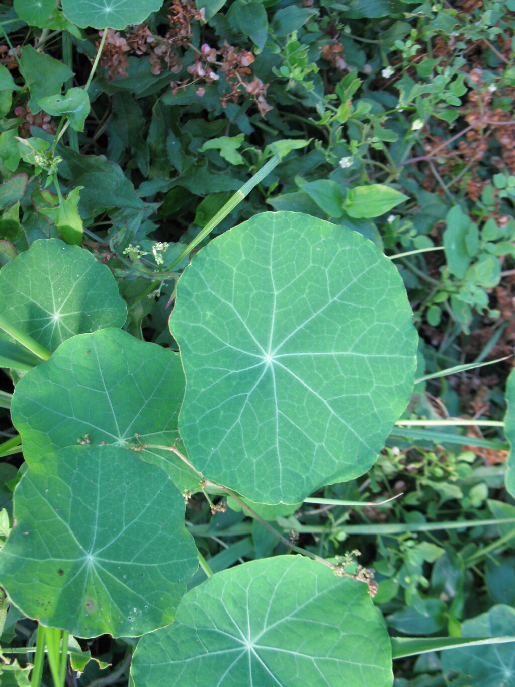 Tropaeolaceae (hero image)