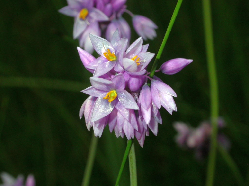 Sowerbaea juncea (hero image)