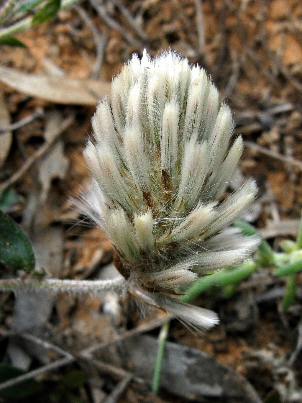 Ptilotus seminudus (hero image)