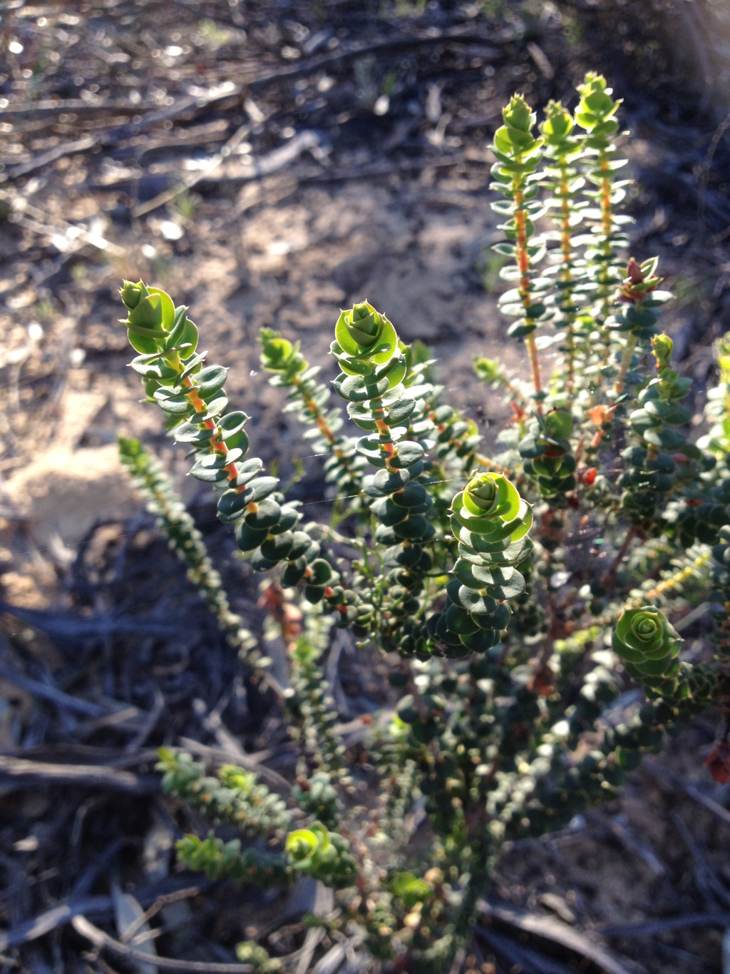 Styphelia cordifolia (hero image)