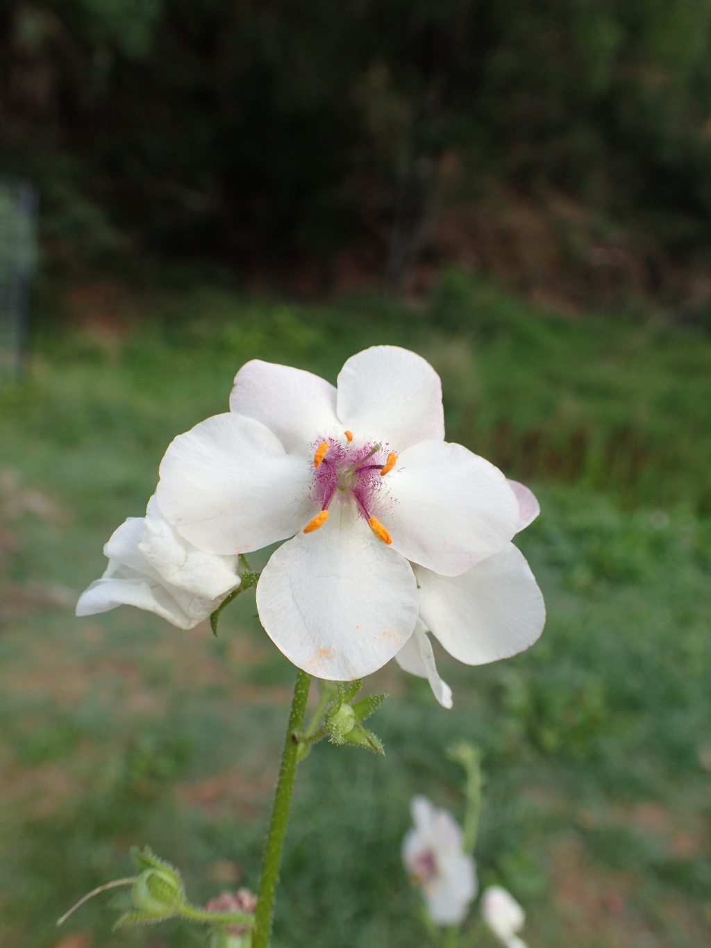 Verbascum blattaria (hero image)