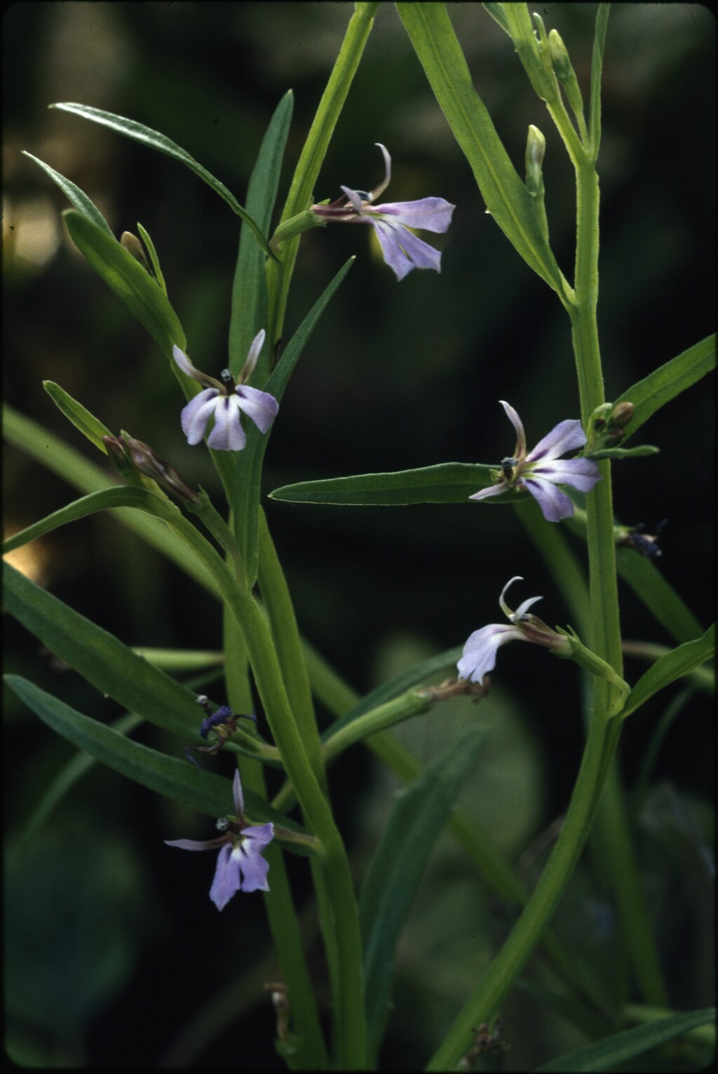 Lobelia anceps (hero image)