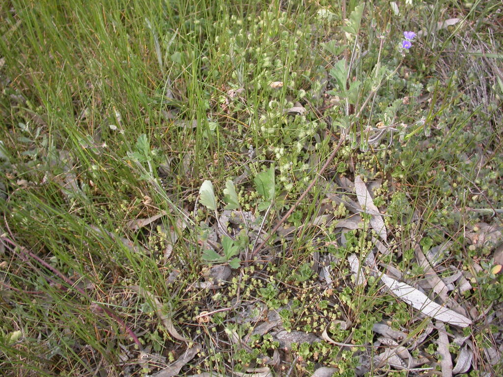 Erodium (hero image)