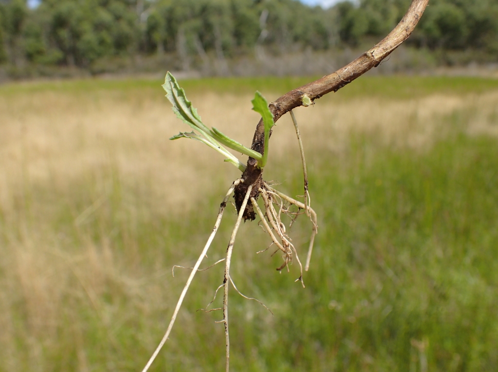 Senecio psilocarpus (hero image)