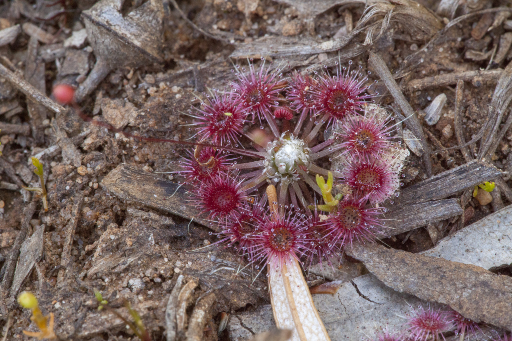 Drosera pygmaea (hero image)