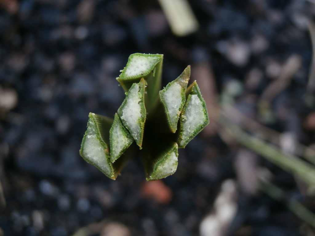 Xanthorrhoea caespitosa (hero image)