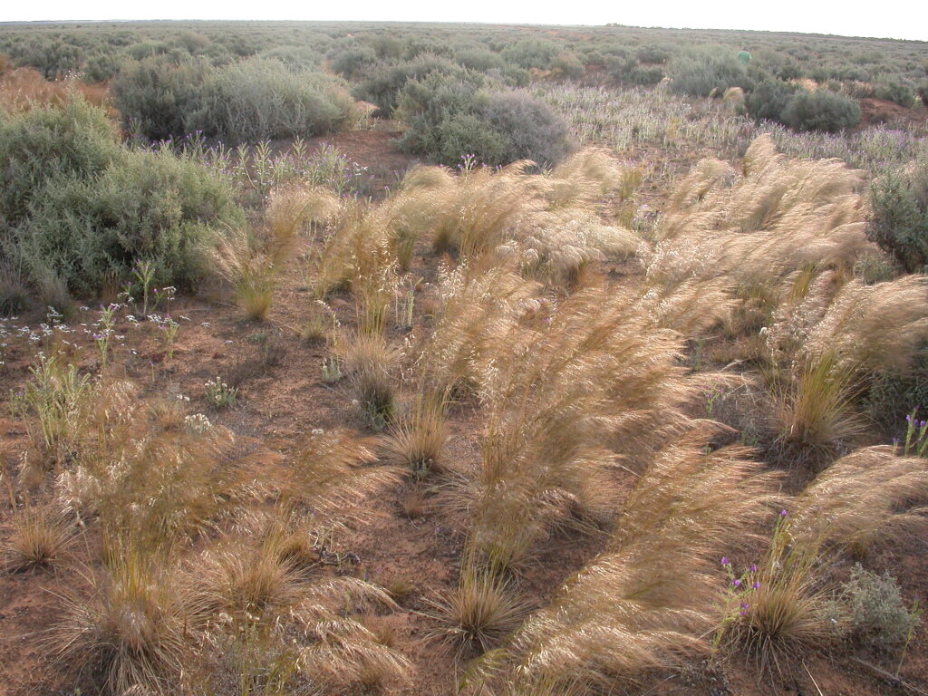 Austrostipa (hero image)