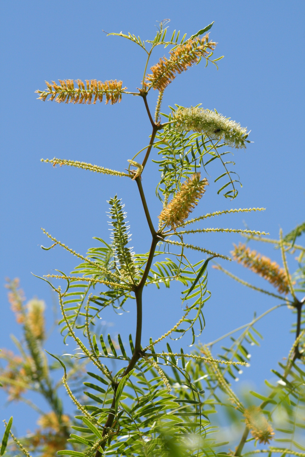 Prosopis (hero image)