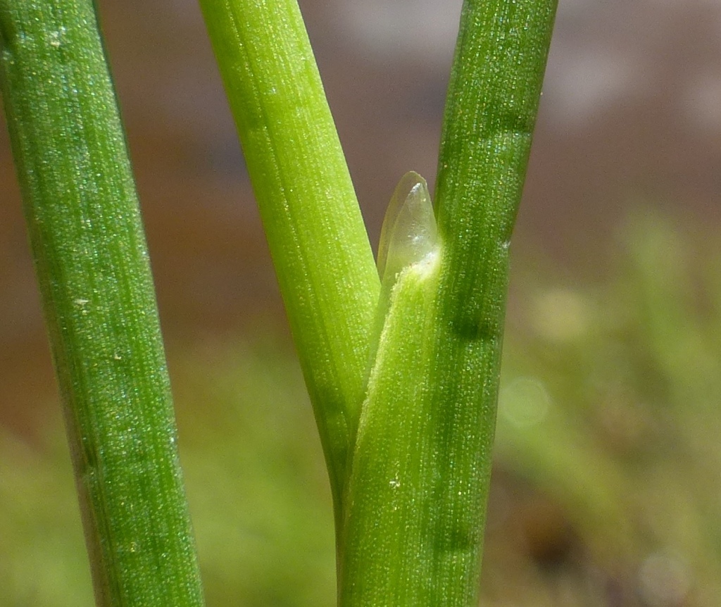 Juncus articulatus (hero image)