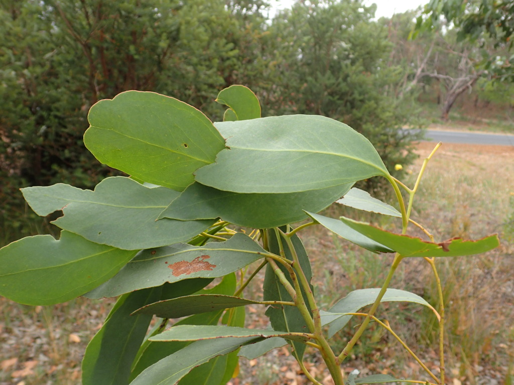 Eucalyptus ovata (hero image)