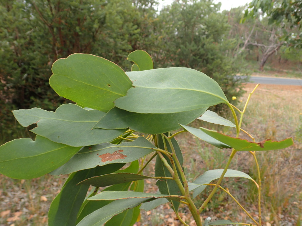 Eucalyptus ovata subsp. grandiflora (hero image)