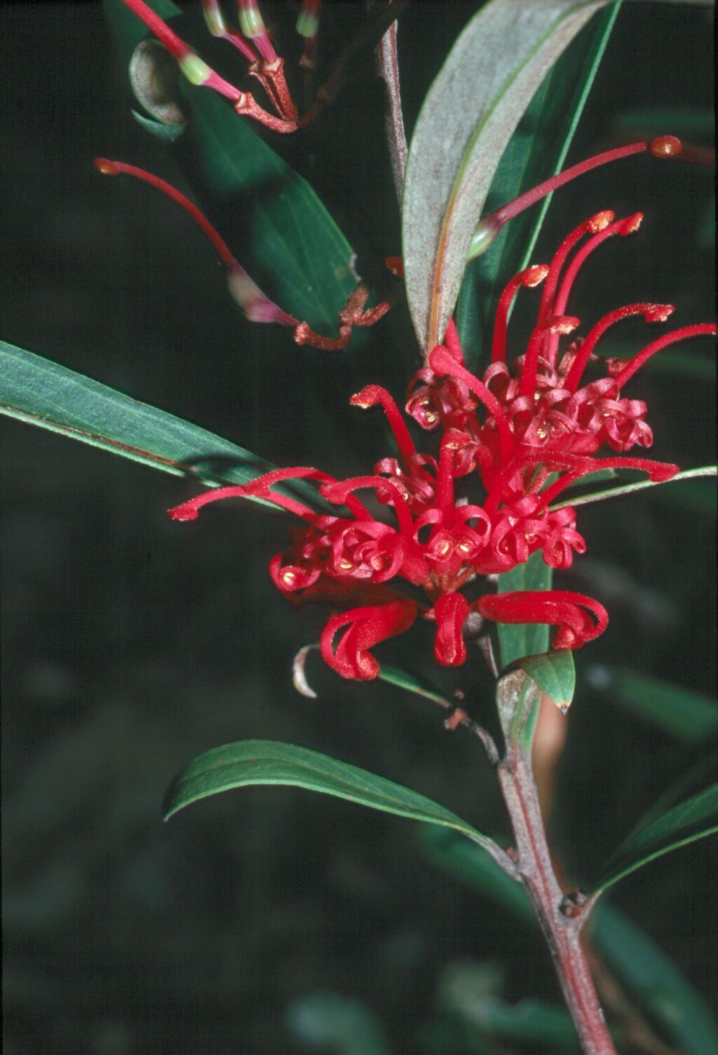 Grevillea dimorpha (hero image)