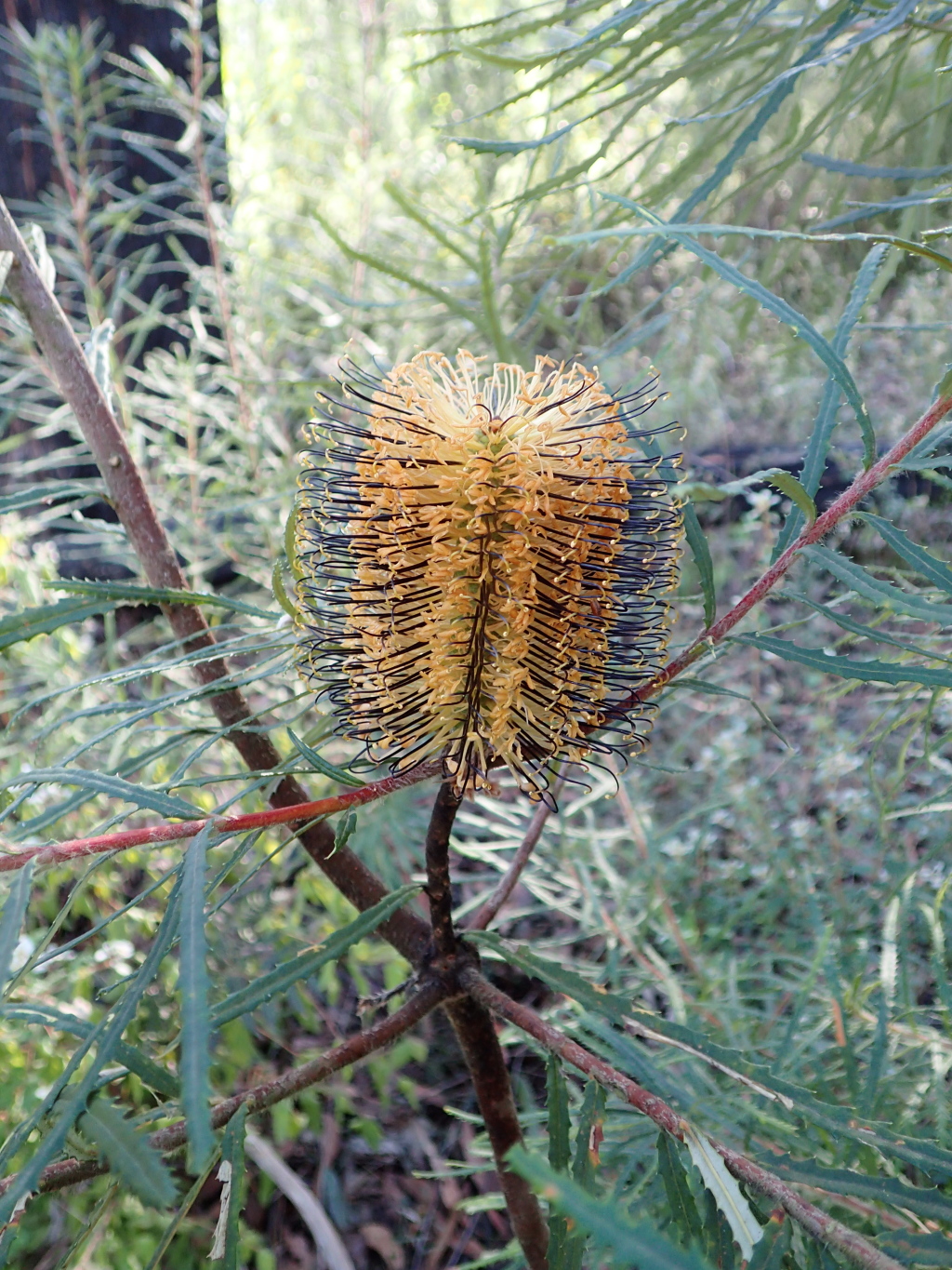 Banksia cunninghamii (hero image)