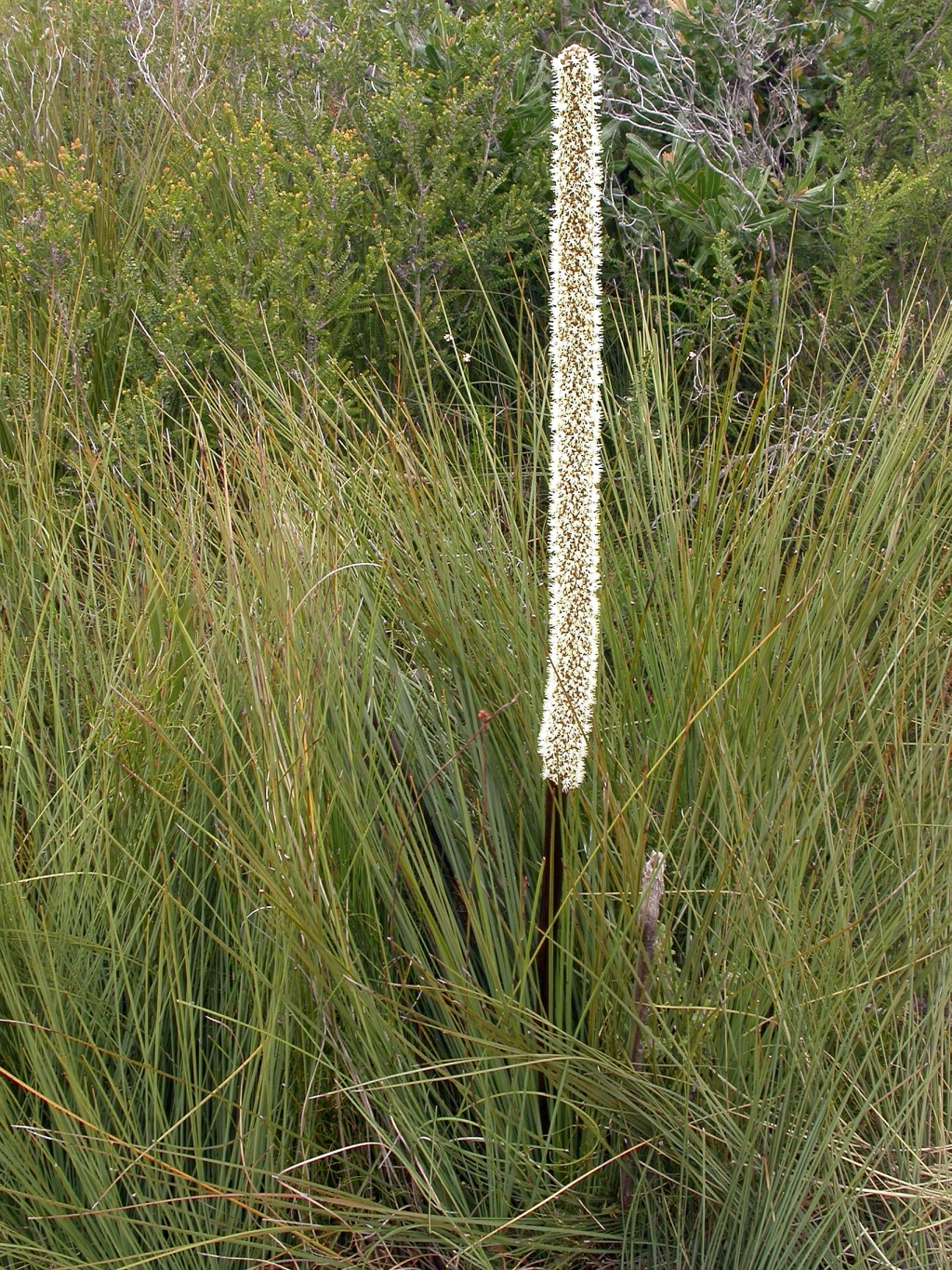 Xanthorrhoea resinosa (hero image)