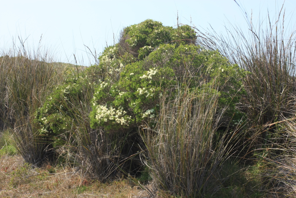 Melaleuca ericifolia (hero image)