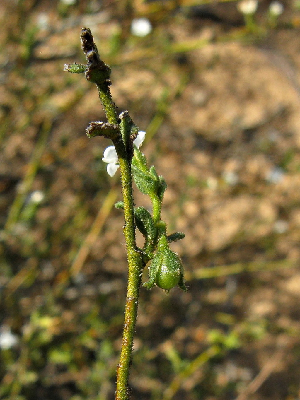 Cyphanthera myosotidea (hero image)