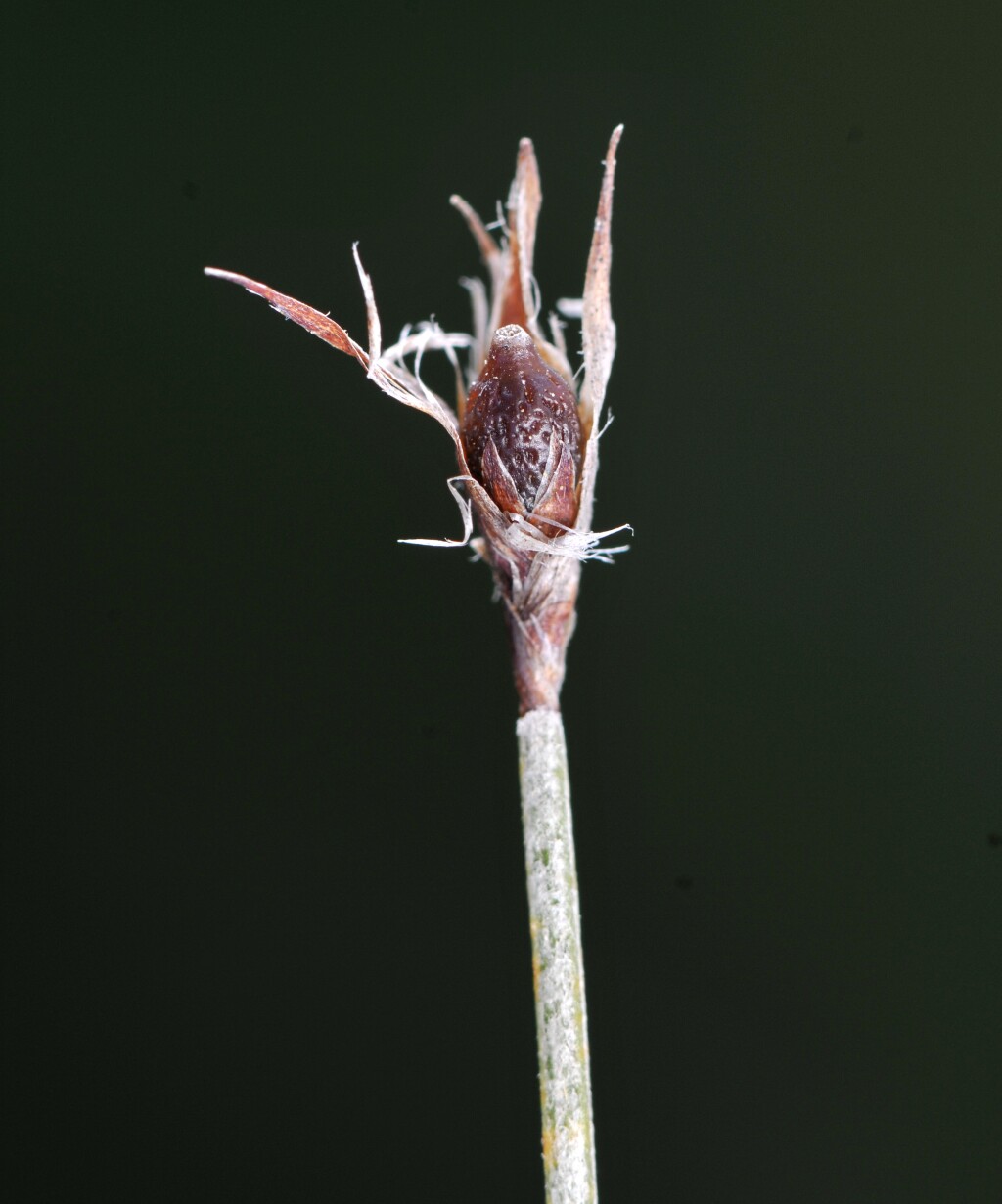 Hypolaena fastigiata (hero image)