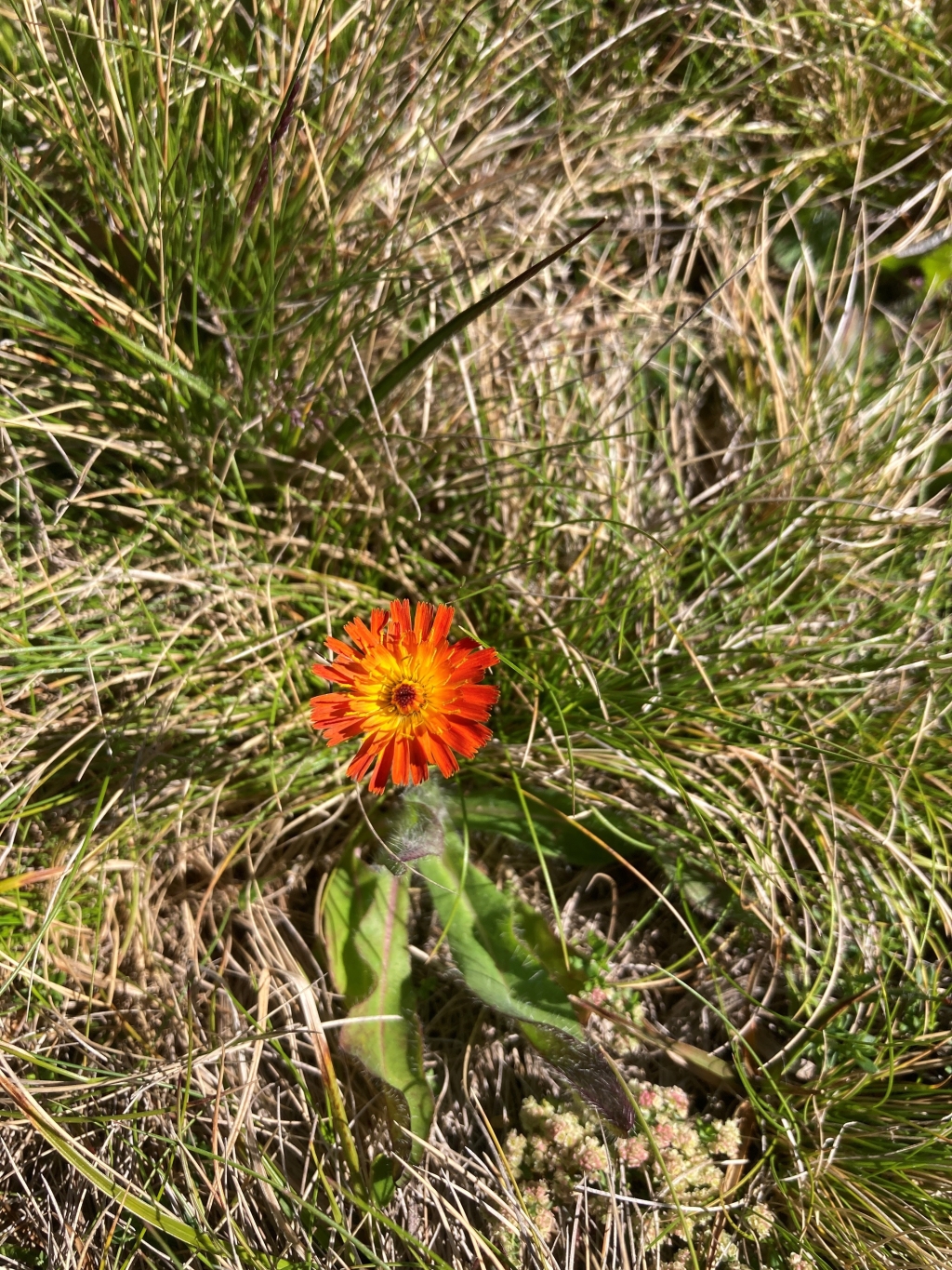 Pilosella aurantiaca (hero image)