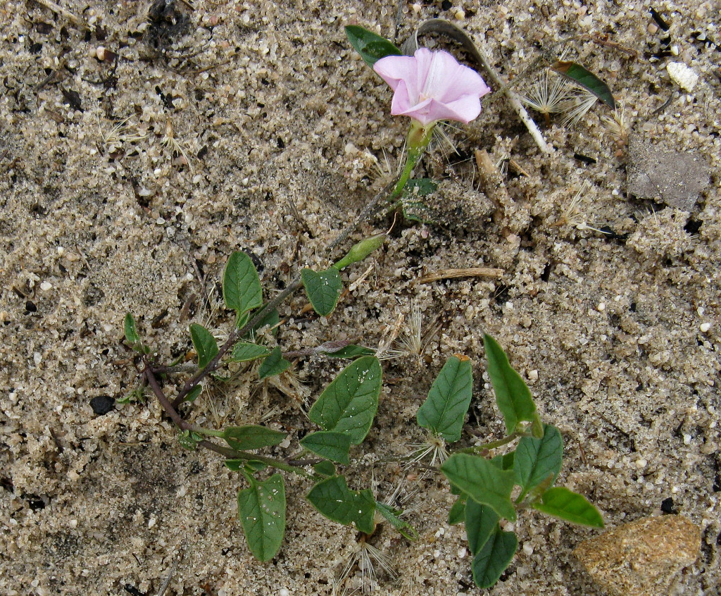 Convolvulus remotus (hero image)