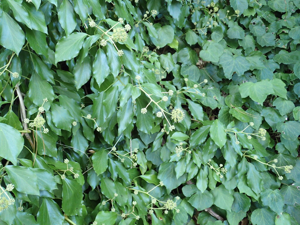 Hedera hibernica (hero image)