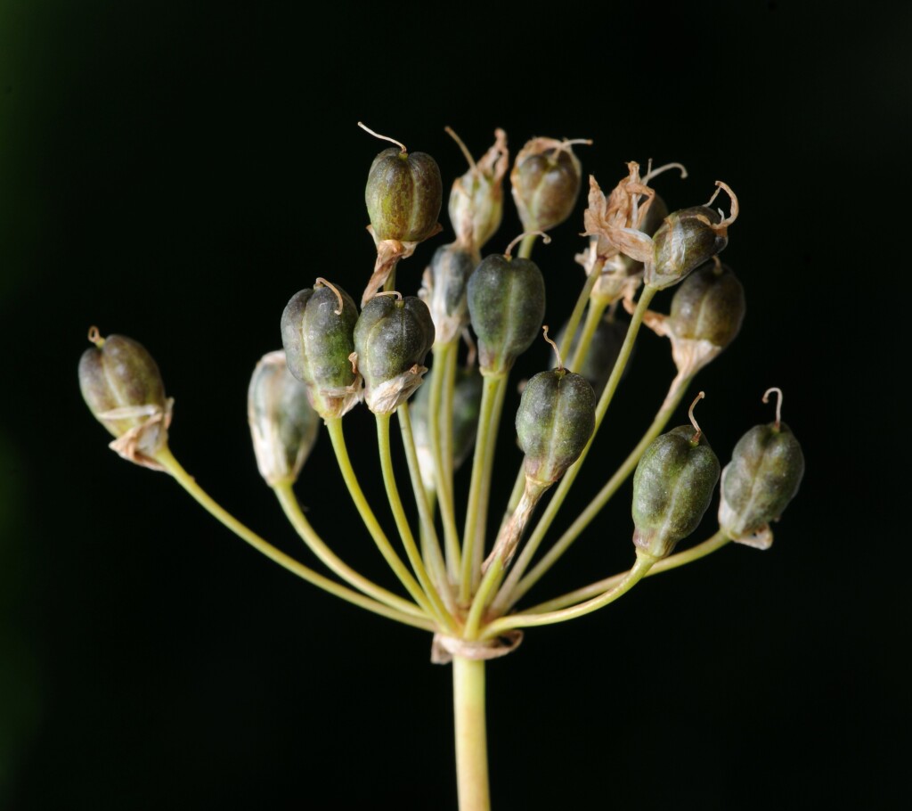 Nothoscordum borbonicum (hero image)