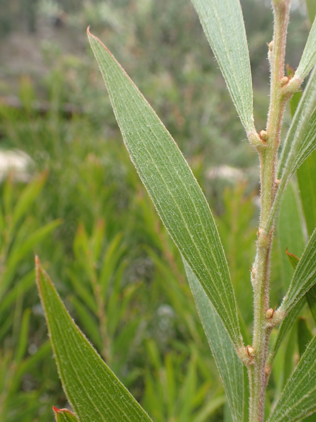 Acacia lanigera var. gracilipes (hero image)