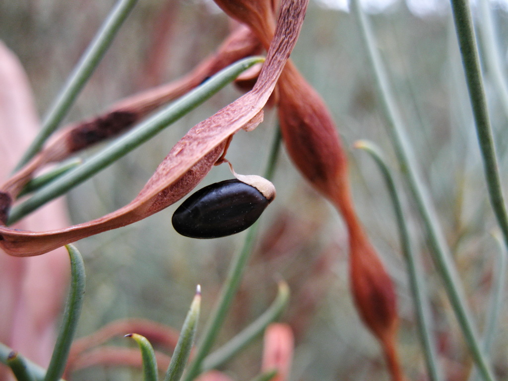 Acacia euthycarpa (hero image)