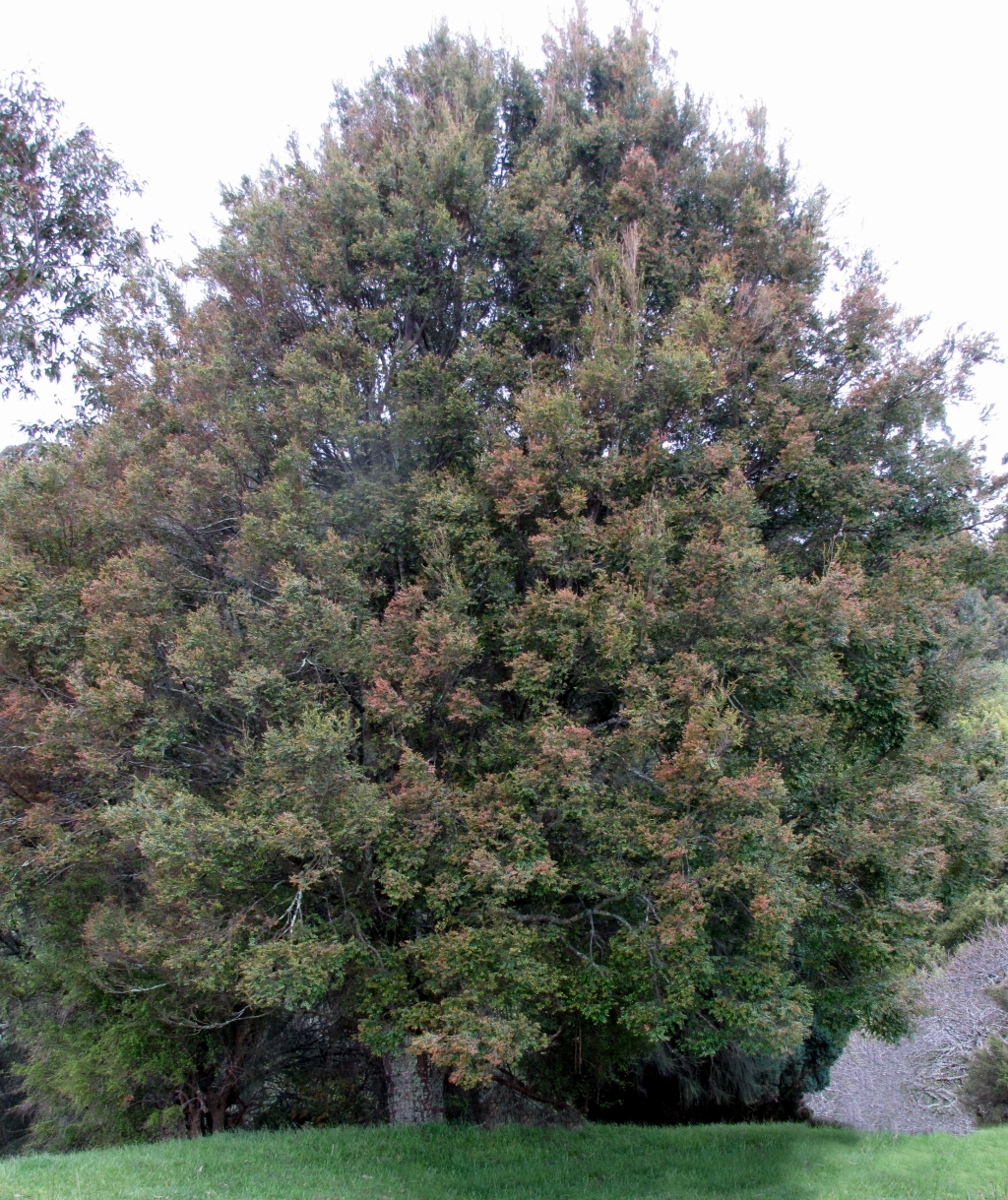 Nothofagus (hero image)