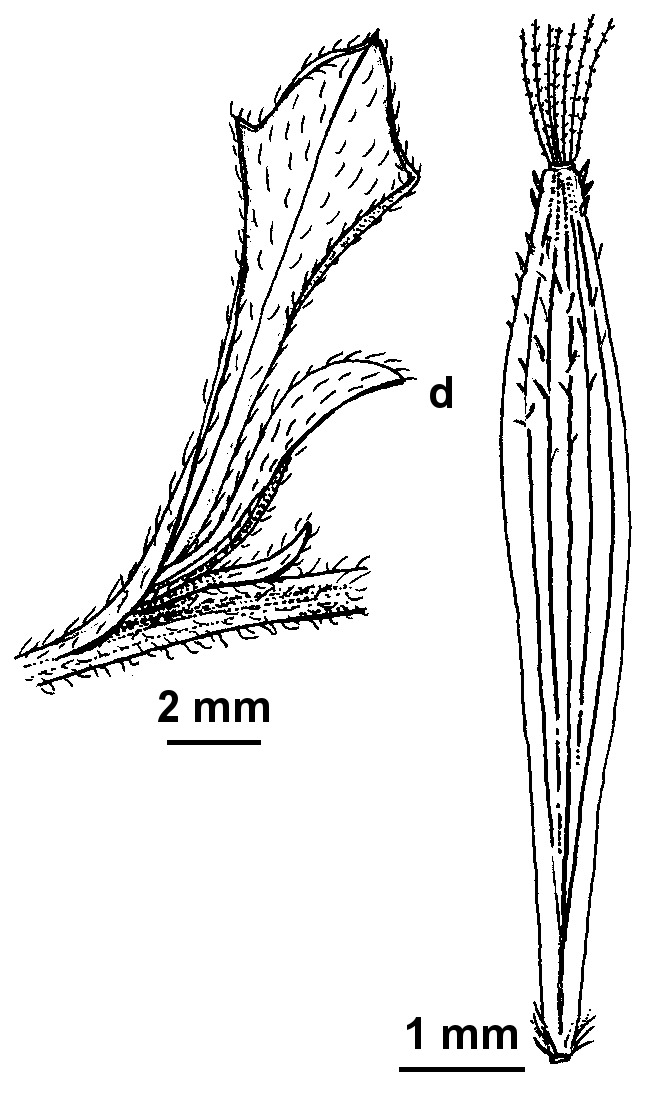 Vittadinia sulcata (hero image)