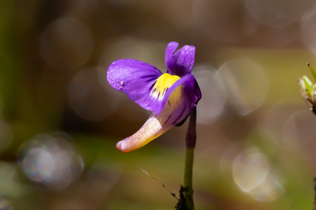 Utricularia violacea (hero image)