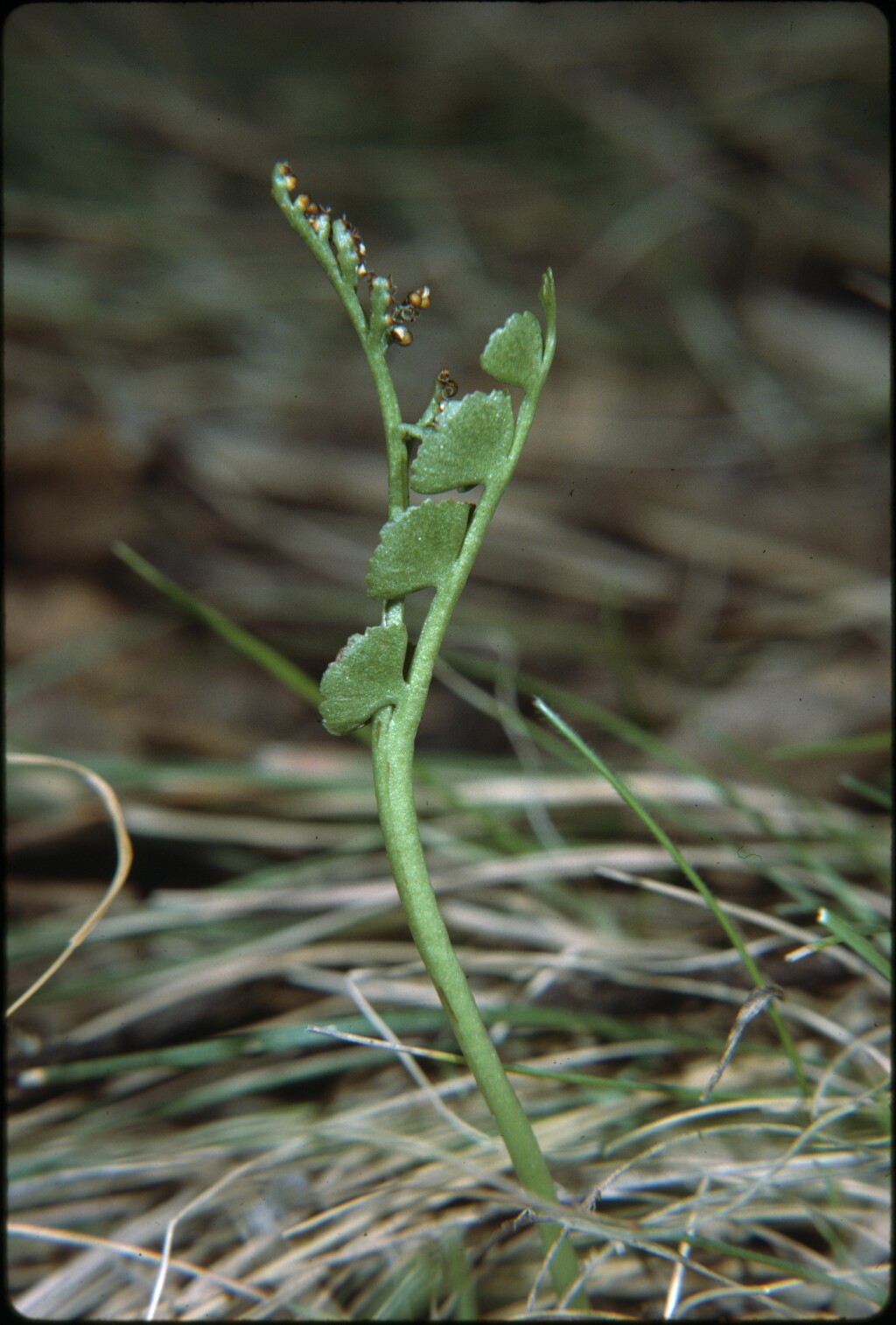 Botrychium lunaria (hero image)