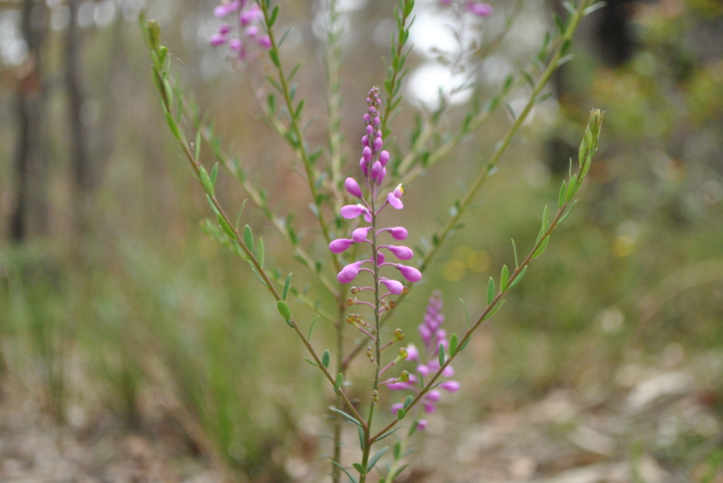 Polygalaceae (hero image)