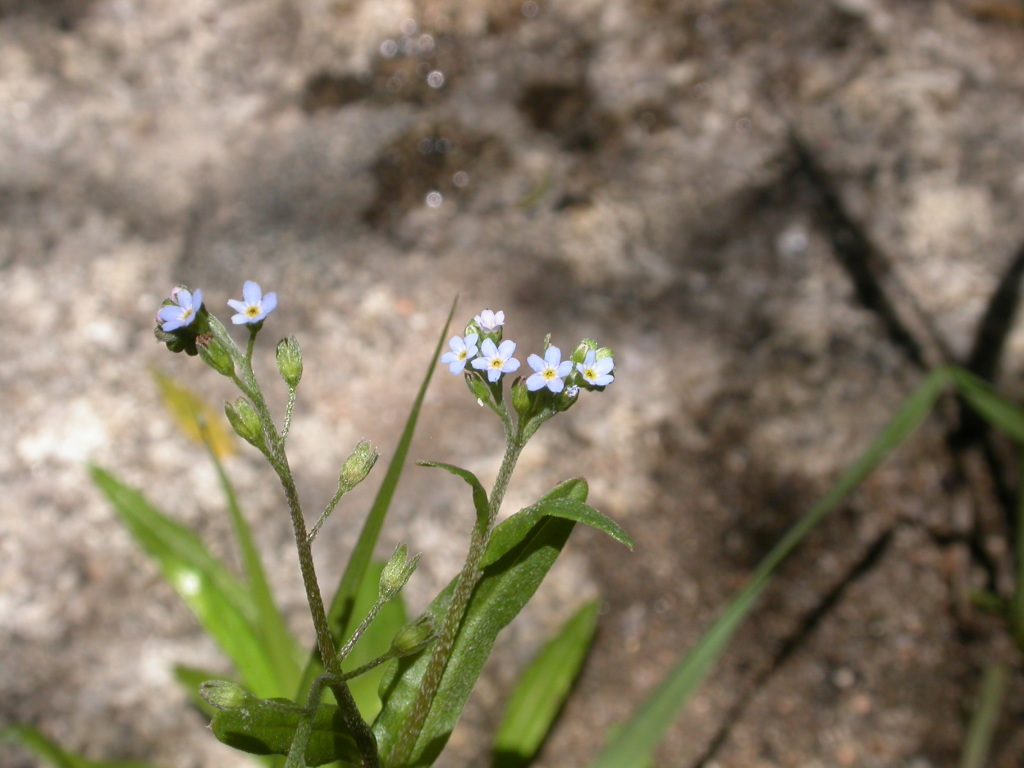 Myosotis laxa (hero image)