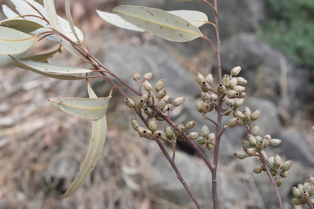 Eucalyptus cladocalyx (hero image)