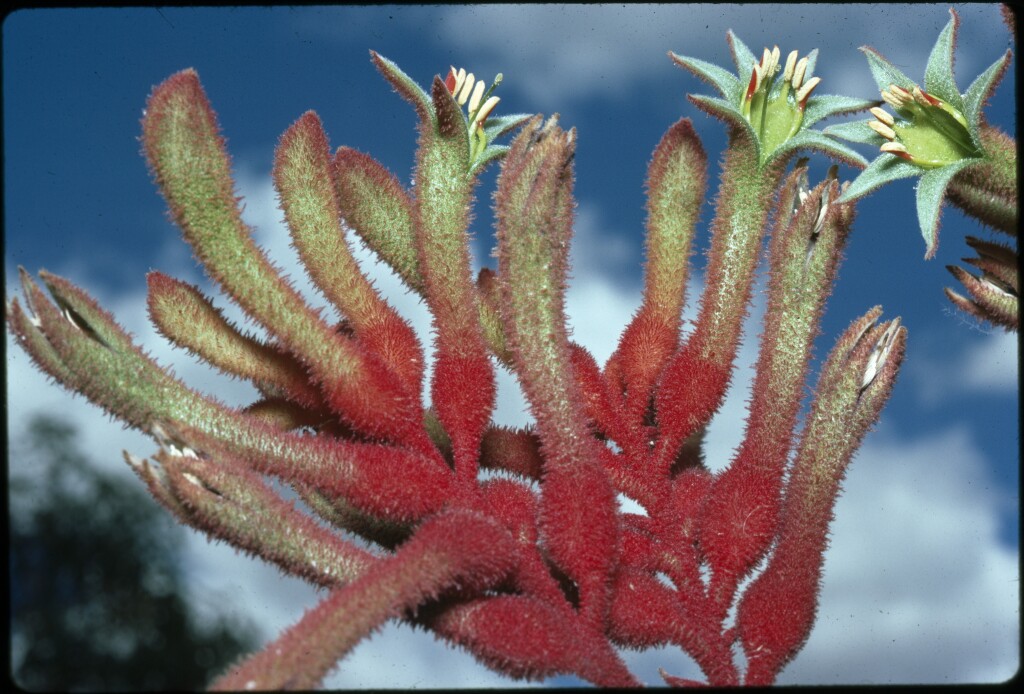 Anigozanthos (hero image)