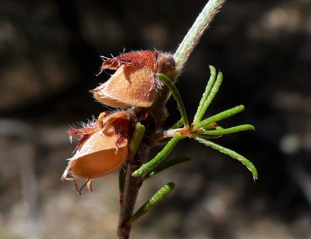 Pultenaea laxiflora (hero image)