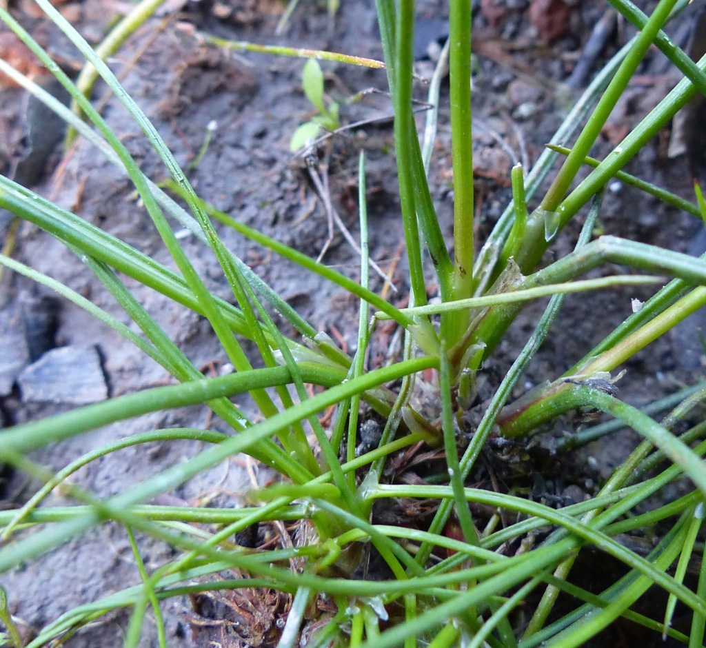 Juncus homalocaulis (hero image)