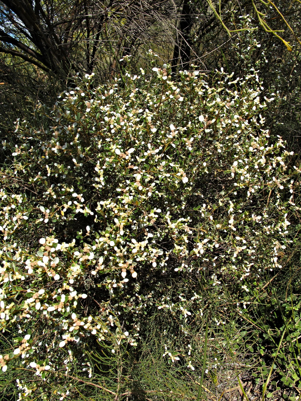 Spyridium nitidum (hero image)