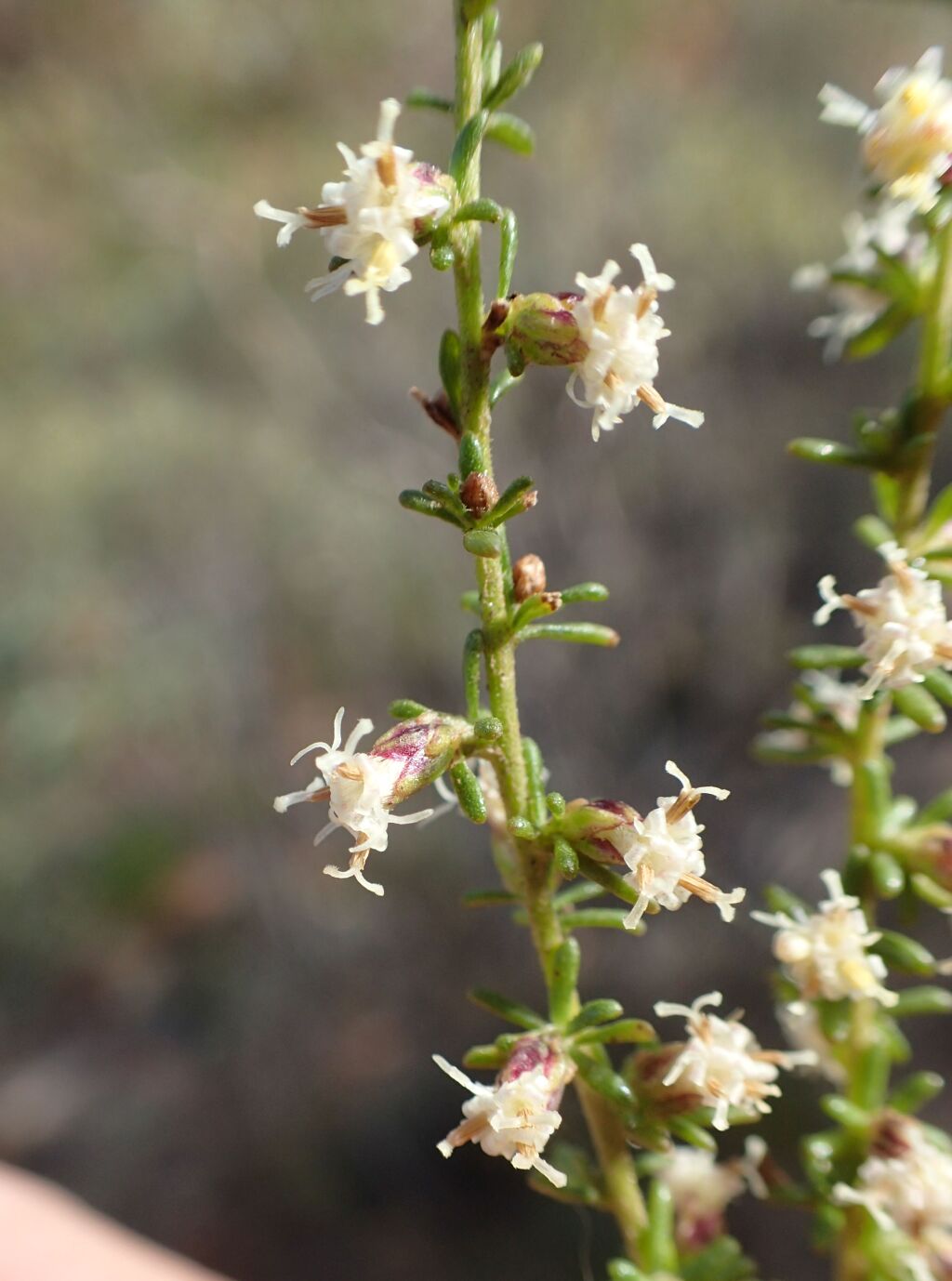 Olearia tubuliflora (hero image)