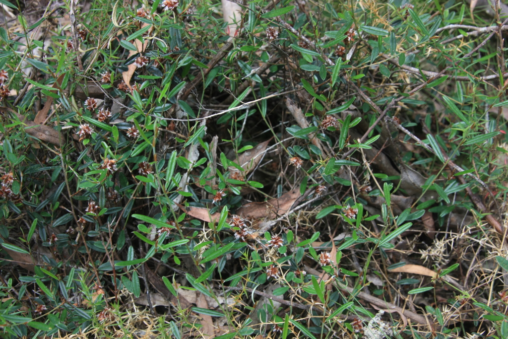 Pultenaea williamsonii (hero image)