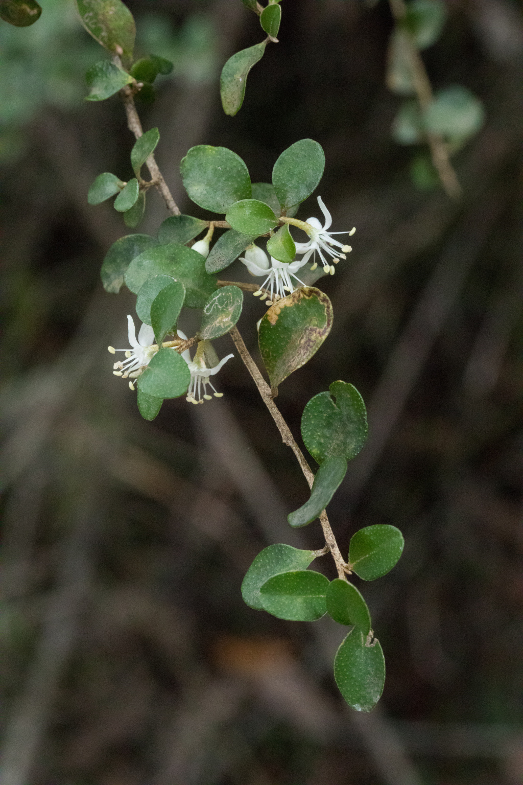 Nematolepis frondosa (hero image)