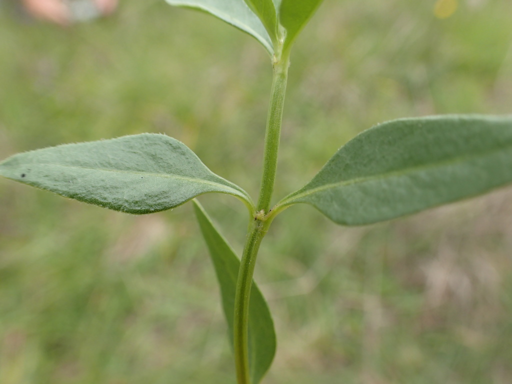 Opercularia ovata (hero image)