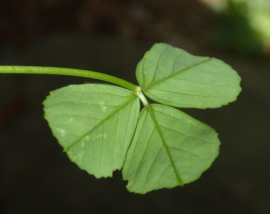 Medicago arabica (hero image)