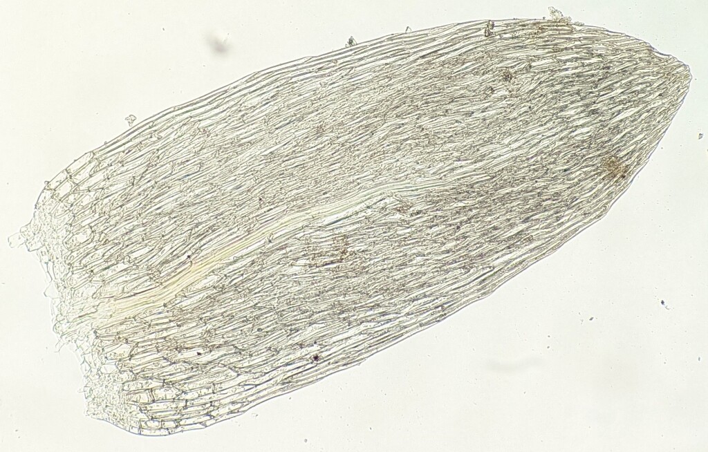 Ochiobryum blandum (hero image)