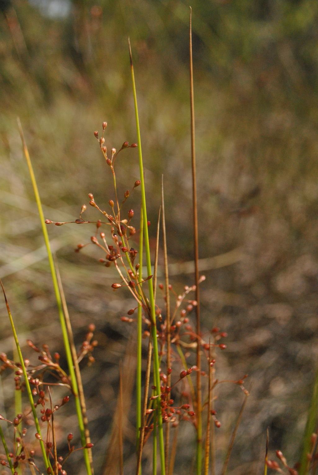 Juncus pauciflorus (hero image)