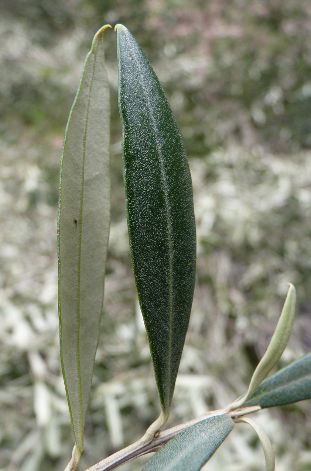 Olea europaea subsp. europaea (hero image)