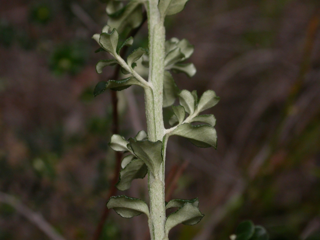 Ozothamnus obcordatus (hero image)