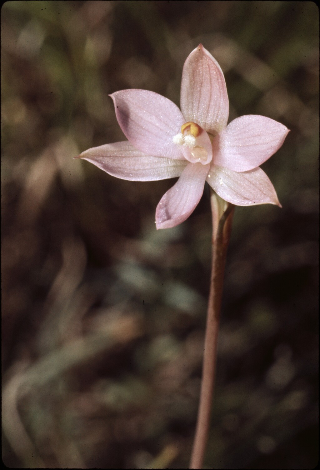Thelymitra pauciflora (hero image)