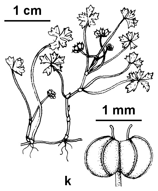 Hydrocotyle muscosa (hero image)